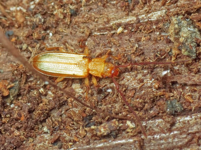 Uleiota planata (Linnaeus, 1761)